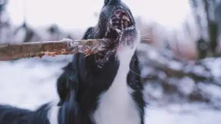 Dog Attacks on Children in Houston: Legal Rights and Recovery